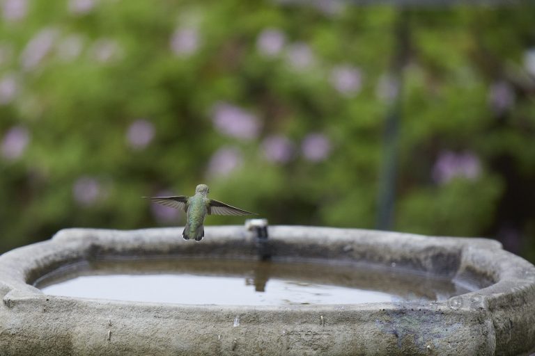 Old School Post: Allen’s Hummingbird