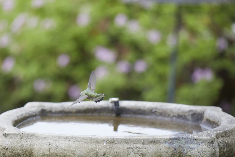 Old School Post: Allen’s Hummingbird