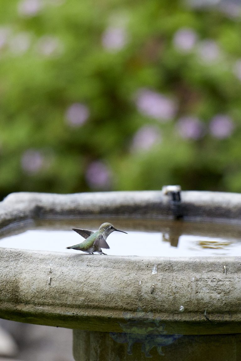 Allen’s Hummingbird (3 Images)