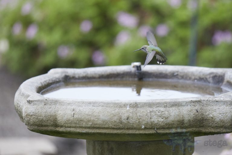 Old School Week: Anna’s Hummingbird