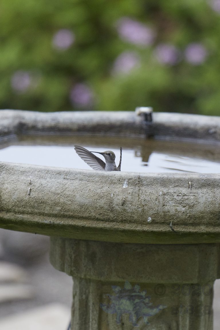 Anna’s Hummingbird (4 Images)