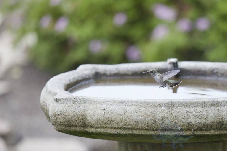 Old School Week: Anna’s Hummingbird