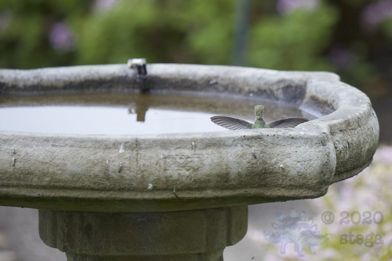 Anna’s Hummingbird