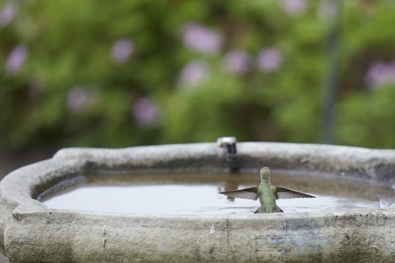 Old School Week: Anna’s Hummingbird