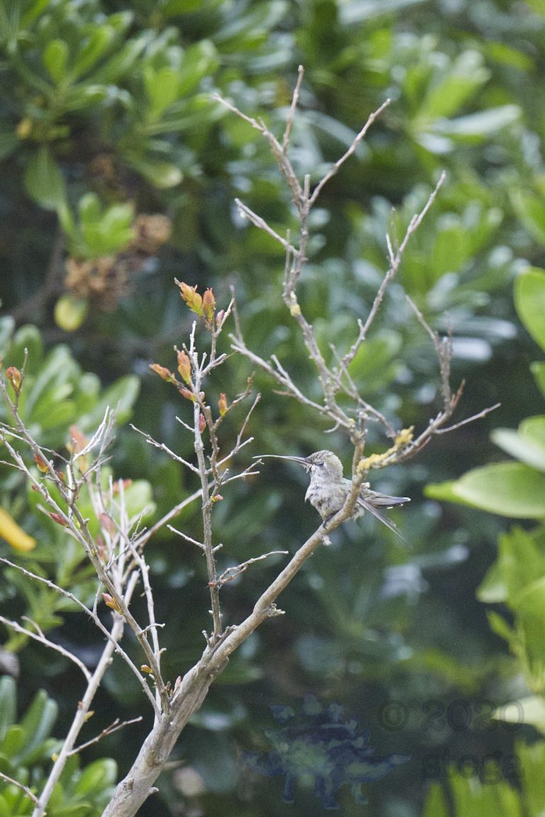 Anna’s Hummingbird