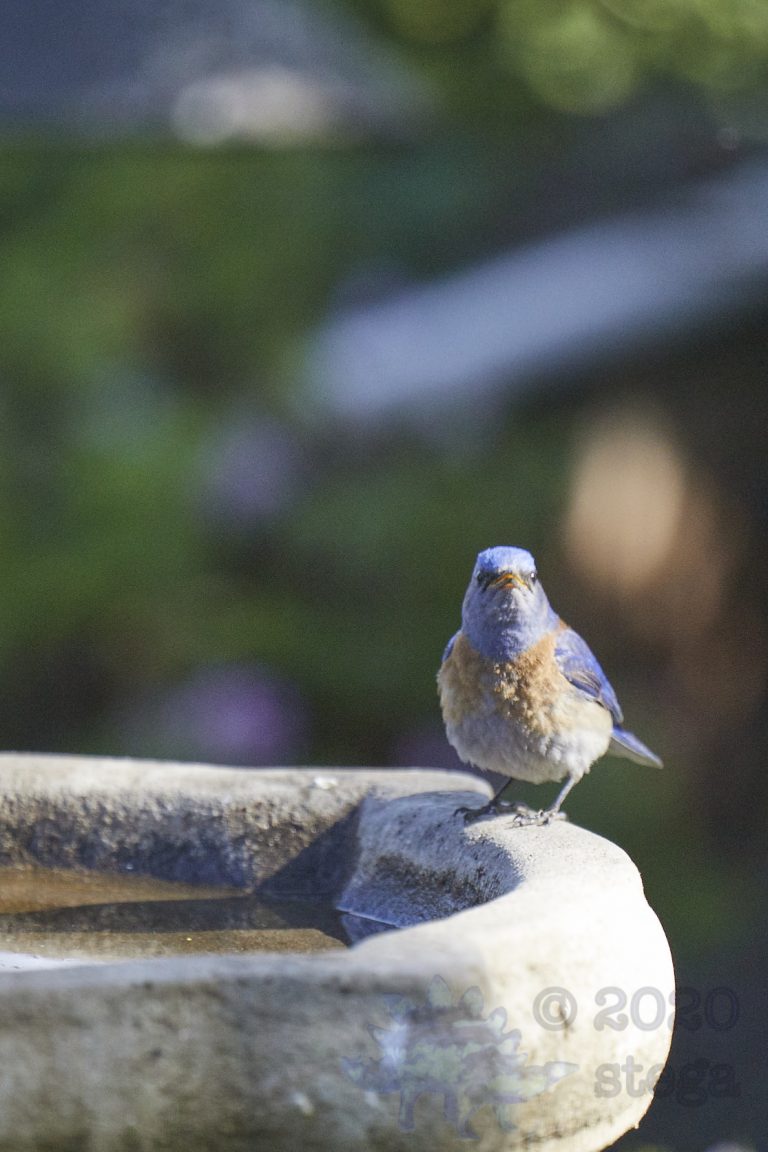 Western Bluebird