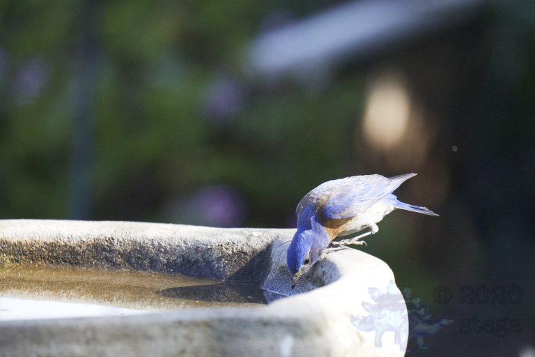 Western Bluebird