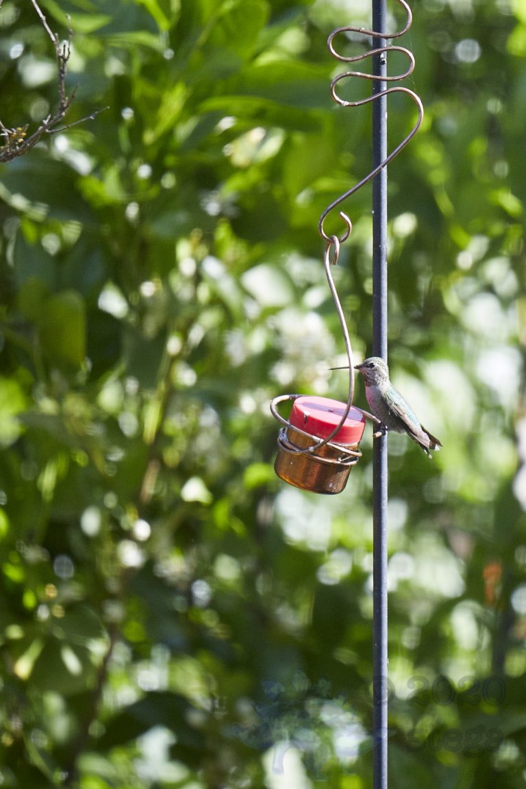 Anna’s Hummingbird