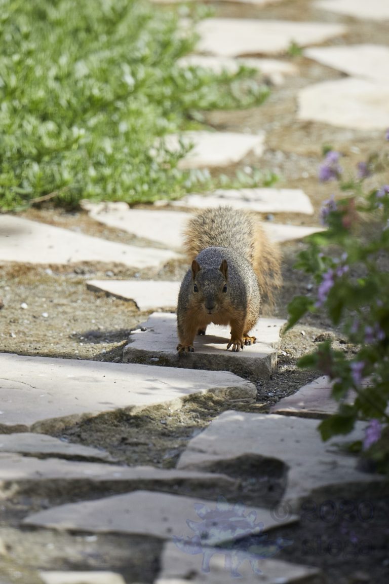 Old School Week: Fox Squirrel