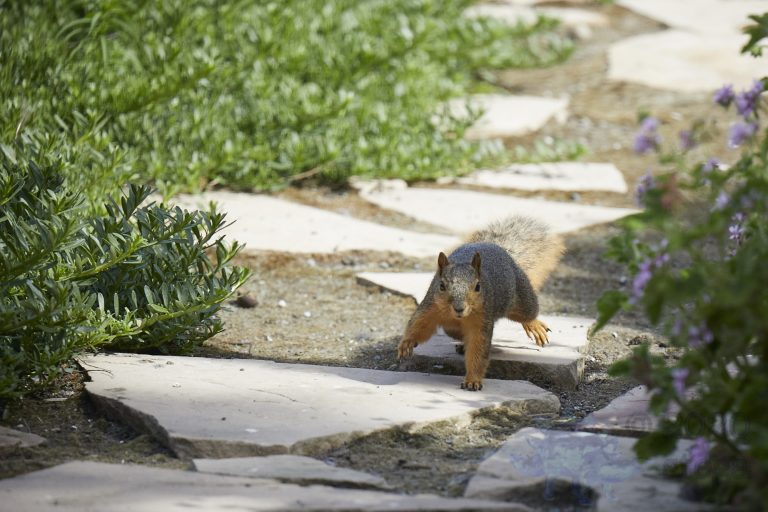 Fox Squirrel (3 Images)