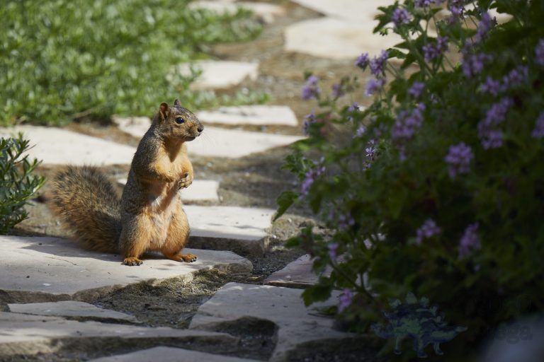Old School Week: Fox Squirrel
