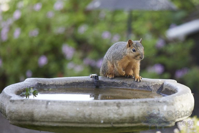 Old School Week: Fox Squirrel