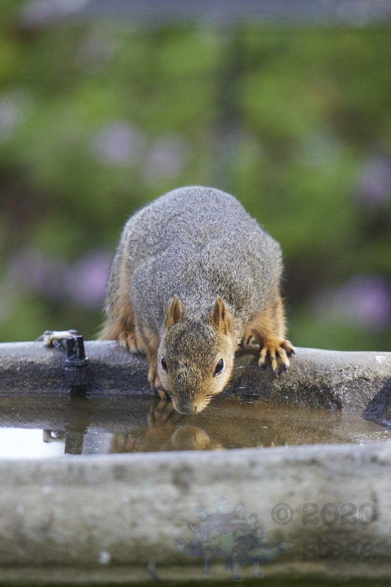 Fox Squirrel (3 Images)