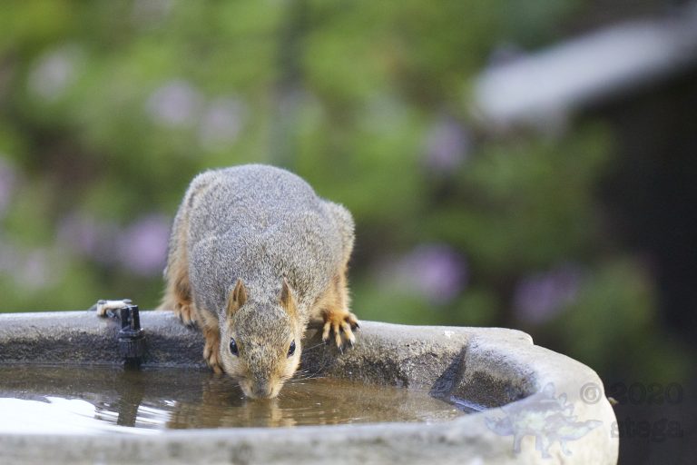Old School Week: Fox Squirrel