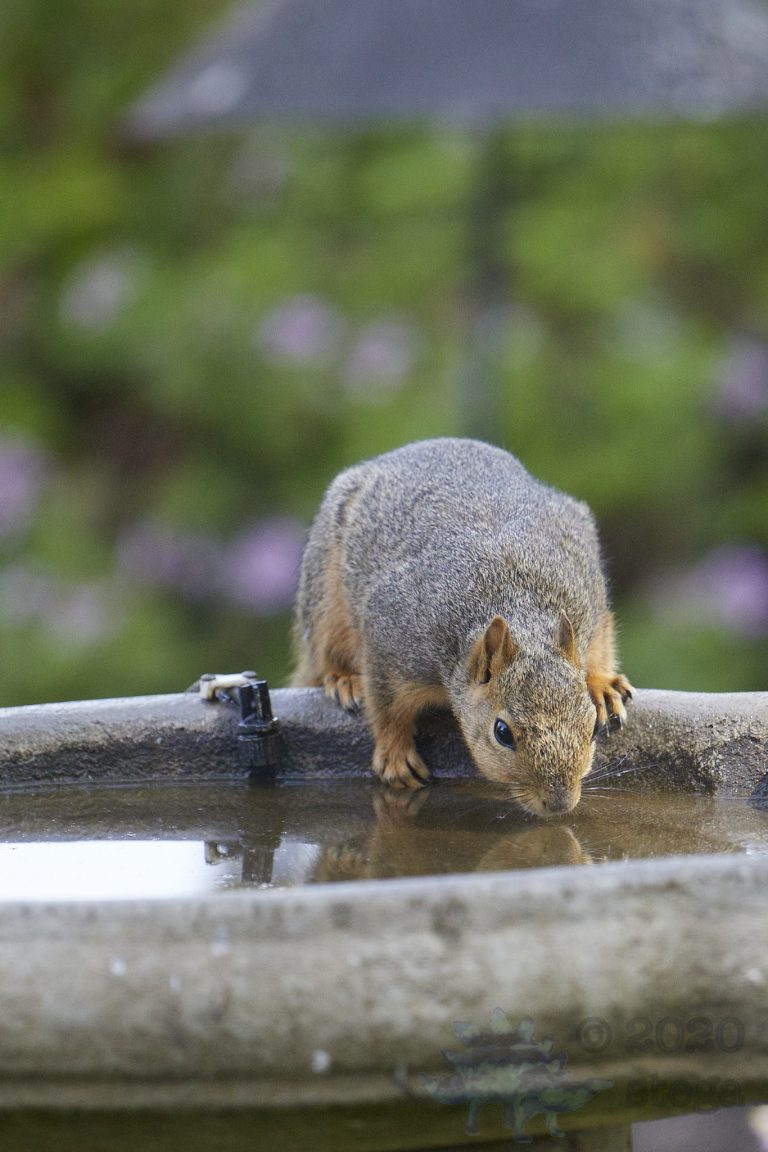 Fox Squirrel (3 Images)