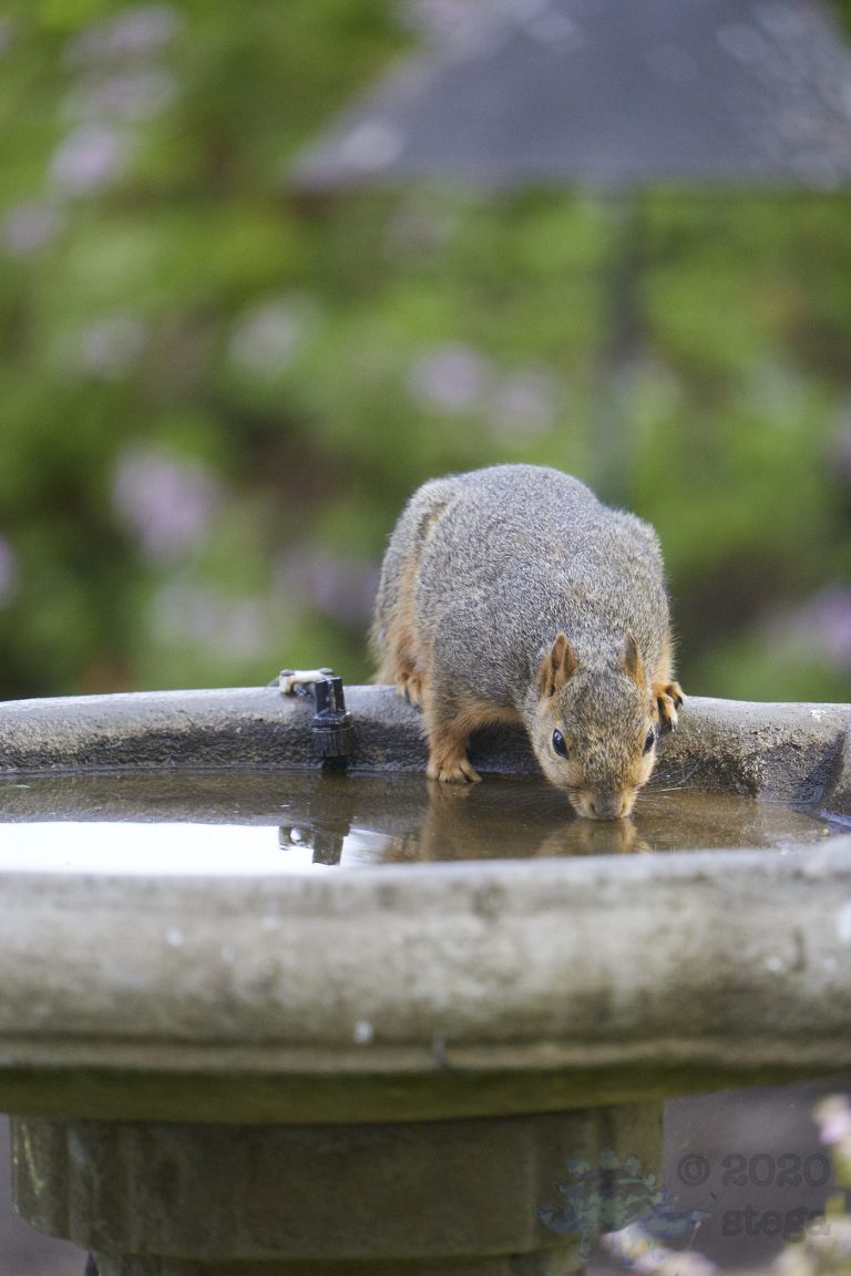 Old School Week: Fox Squirrel