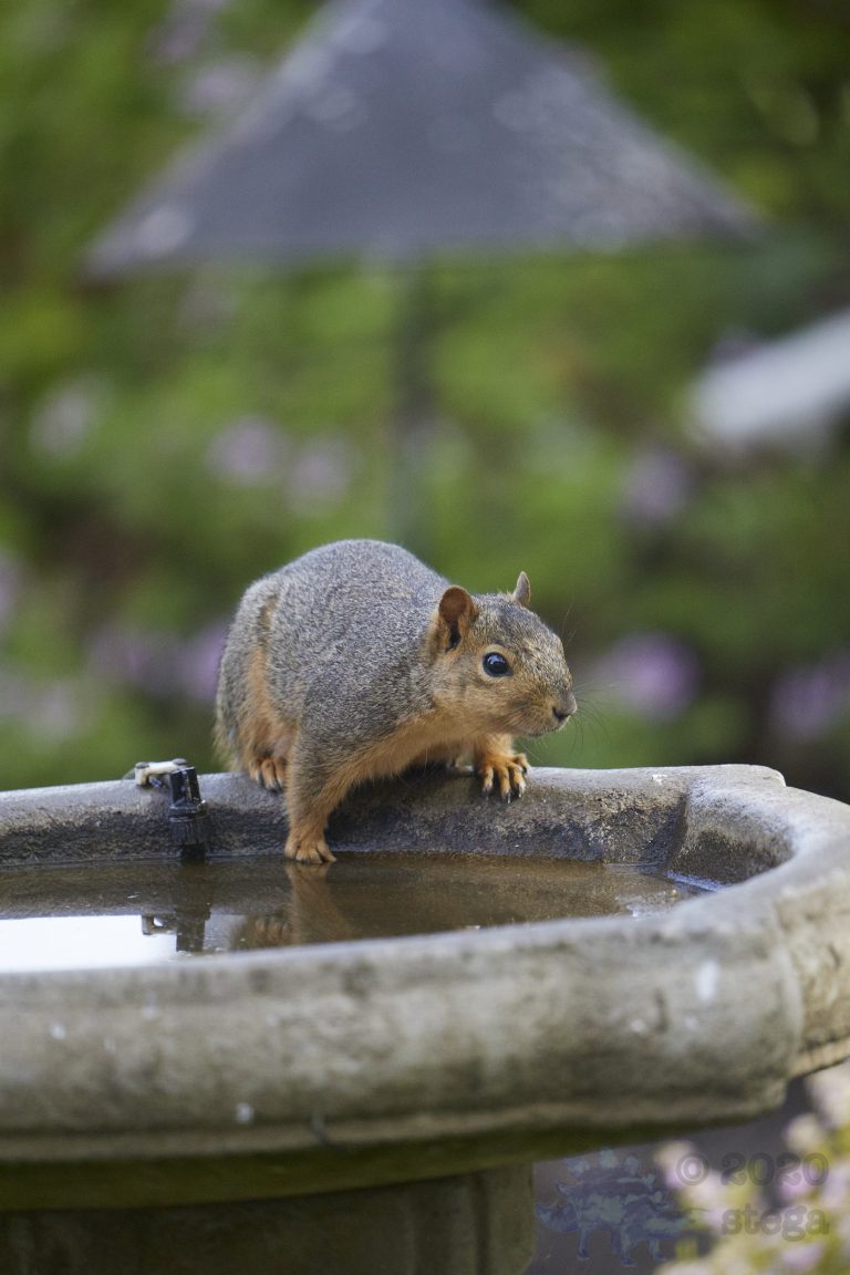 Old School Week: Fox Squirrel