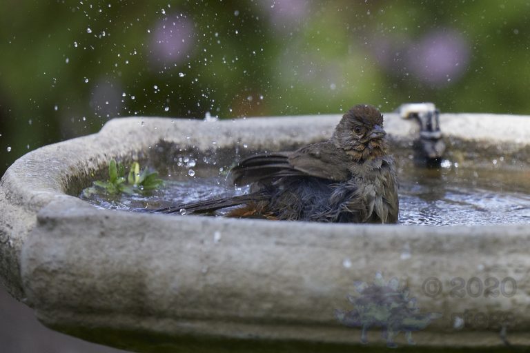 California Towhee