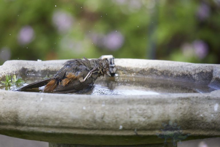 California Towhee