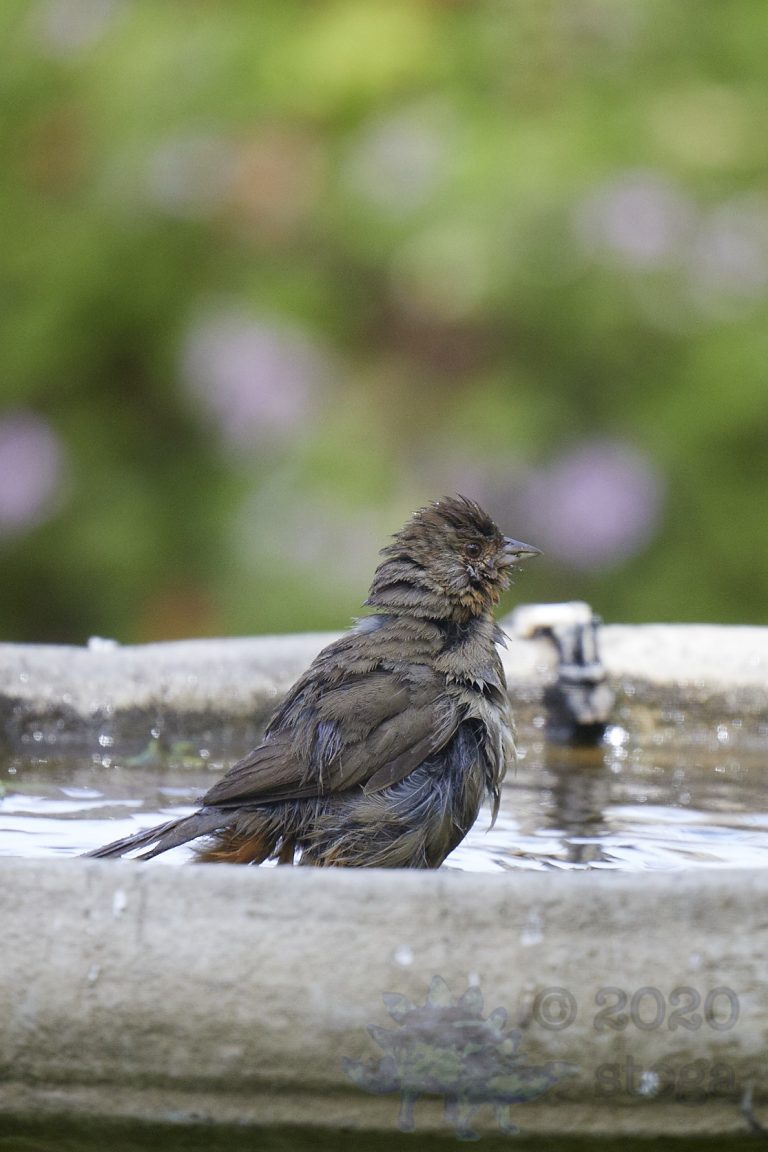 California Towhee