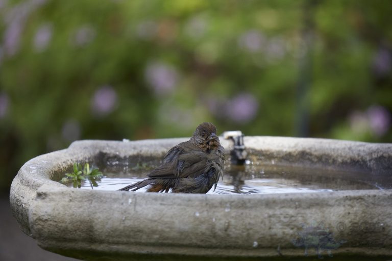 California Towhee