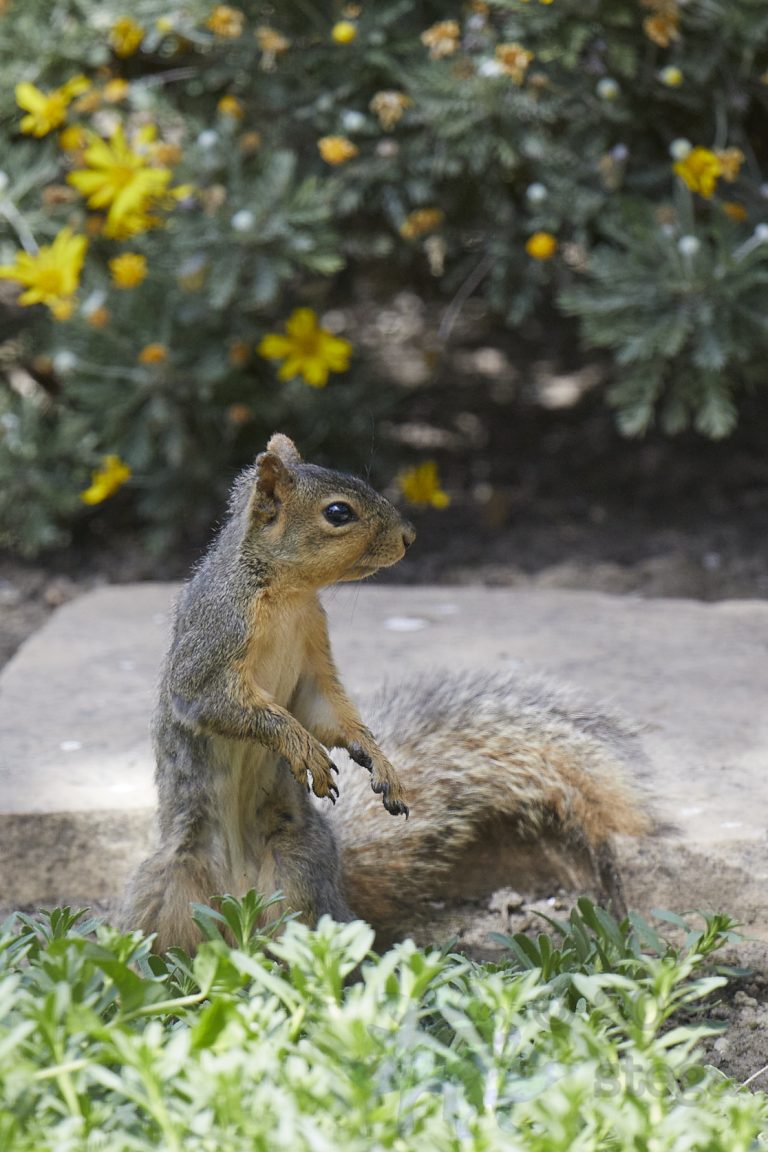 Baby Fox Squirrel