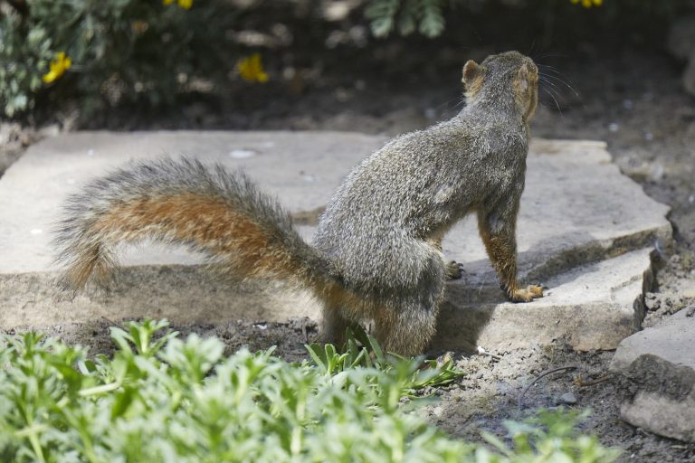 Fox Squirrel