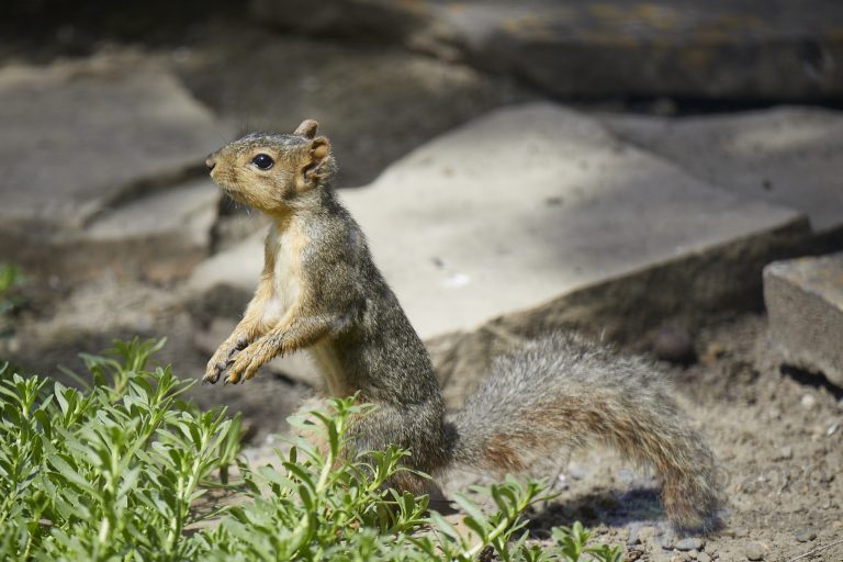 Fox Squirrel