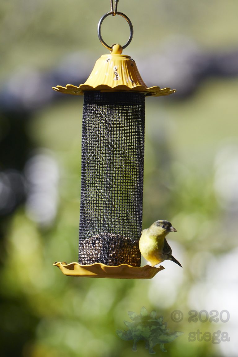 American Goldfinch