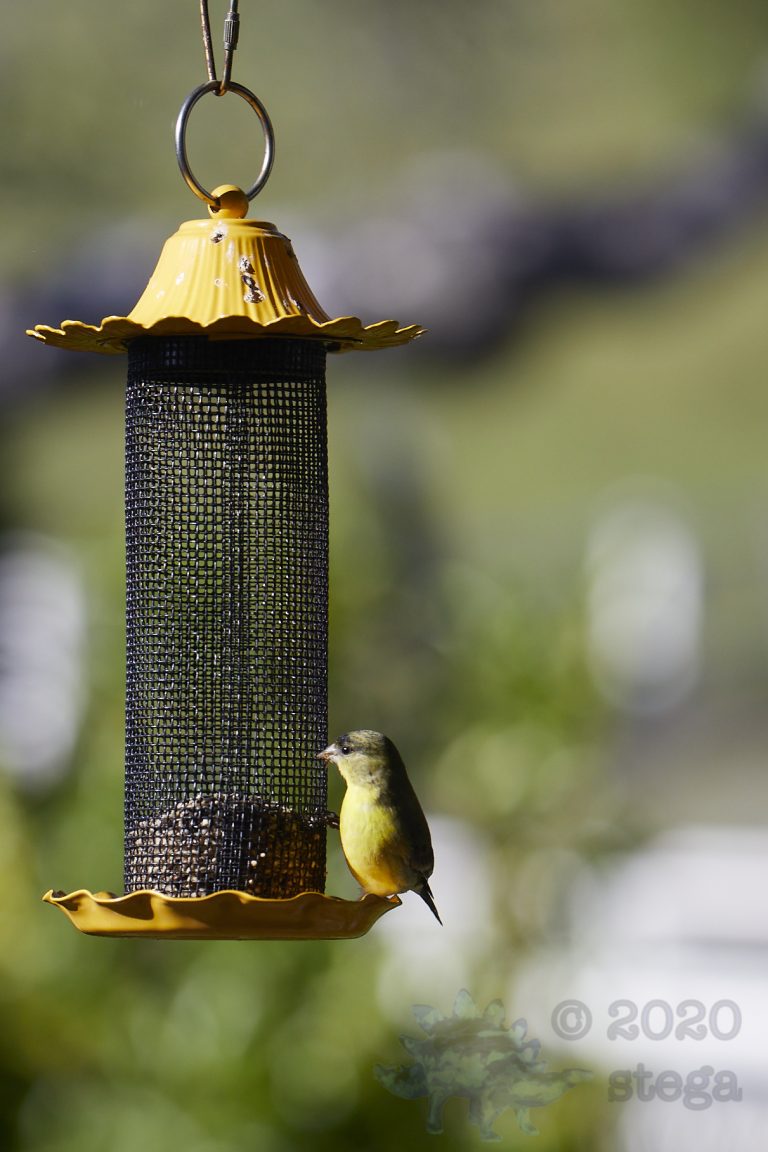 American Goldfinch