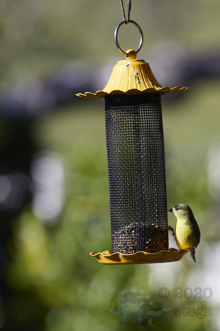 American Goldfinch