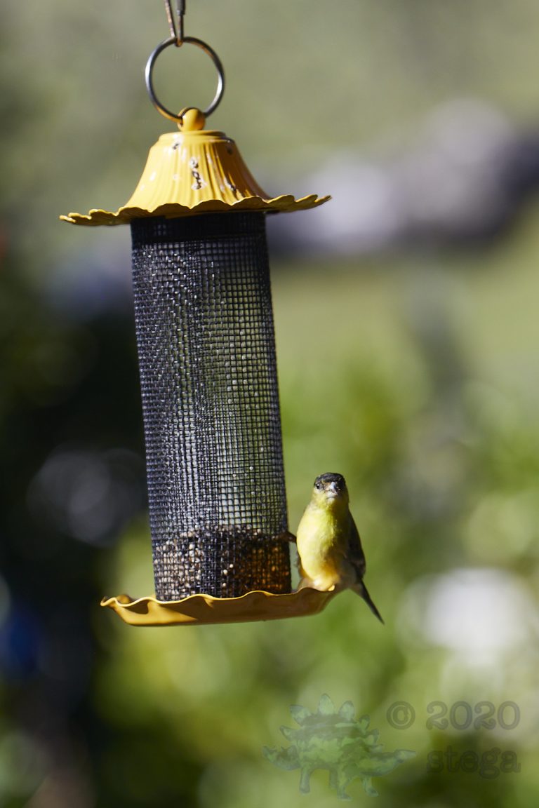 Lesser Goldfinch