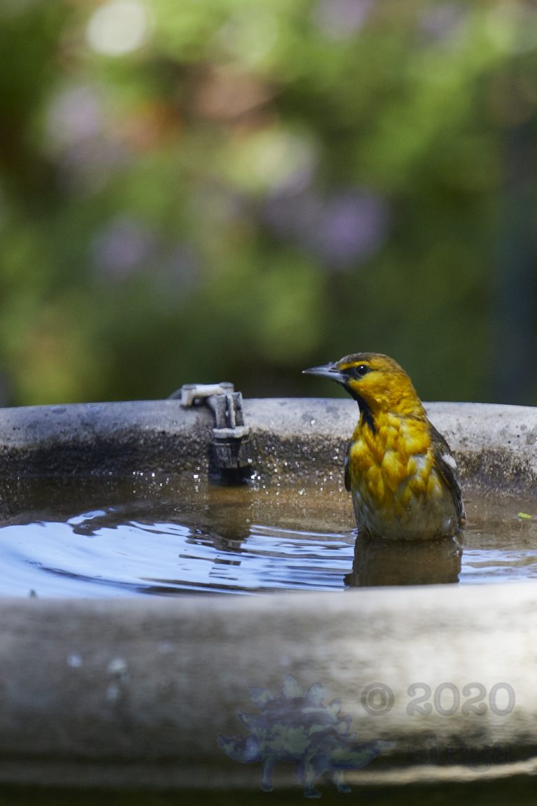 Bullock’s Oriole
