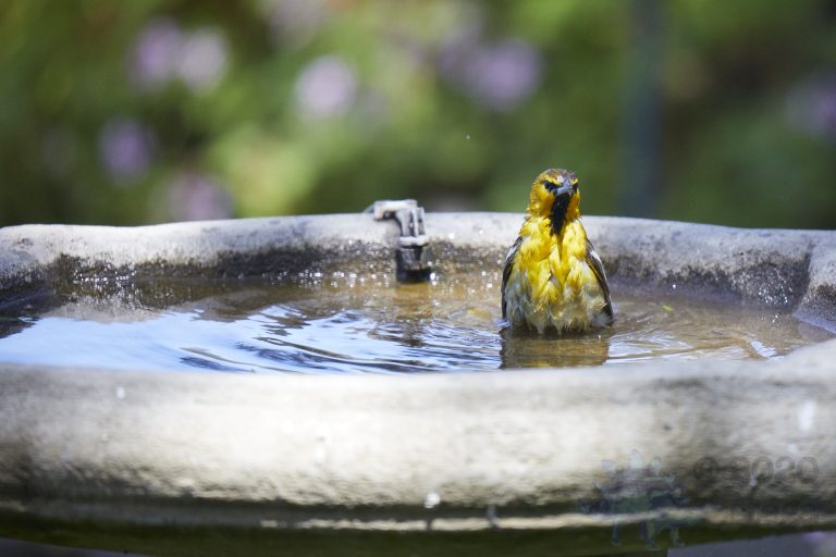Bullock’s Oriole