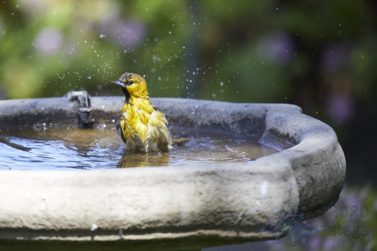 Bullock’s Oriole