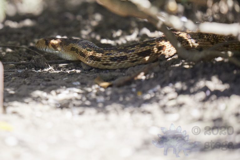 Gopher Snake