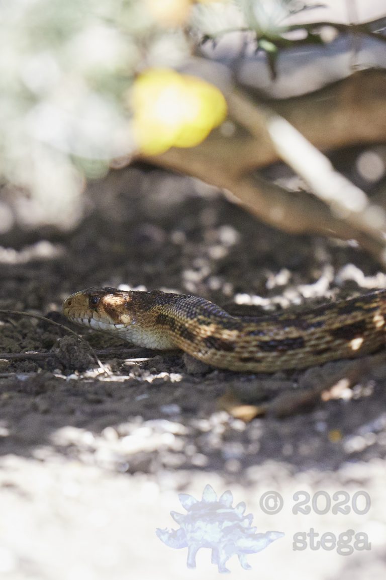 Gopher Snake