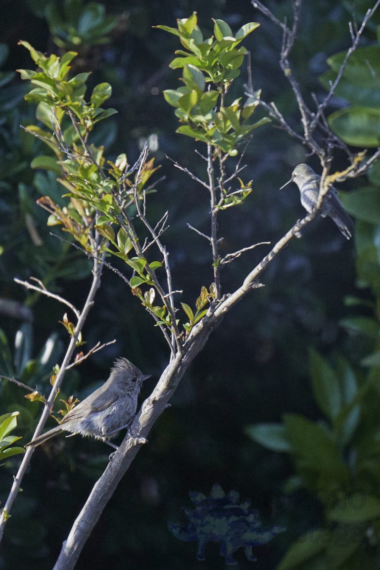 Oak Titmouse and Anna’s Hummingbird