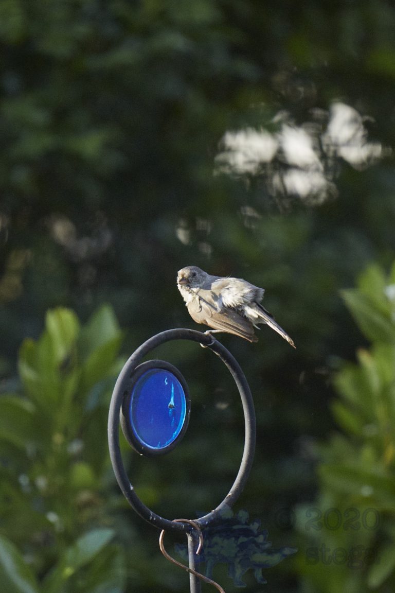 Old School Week: Oak Titmouse