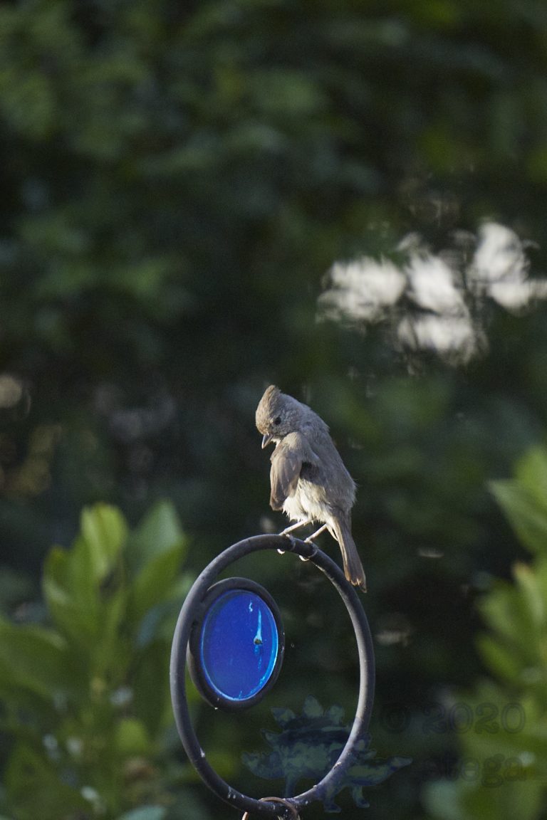 Old School Week: Oak Titmouse