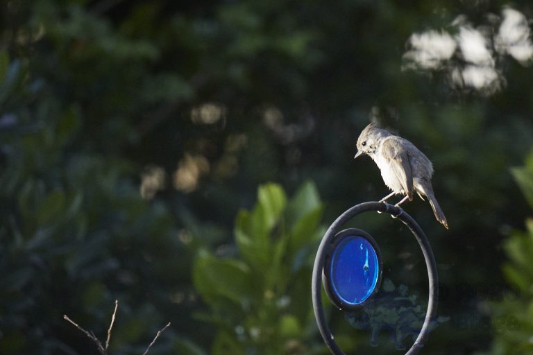 Oak Titmouse (4 Images)