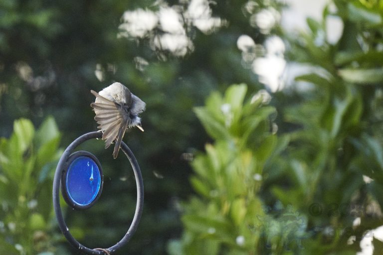 Oak Titmouse
