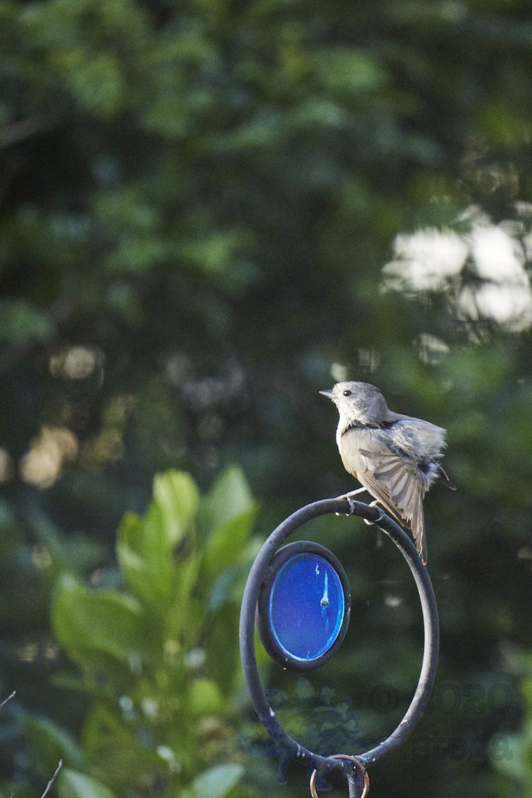 Oak Titmouse