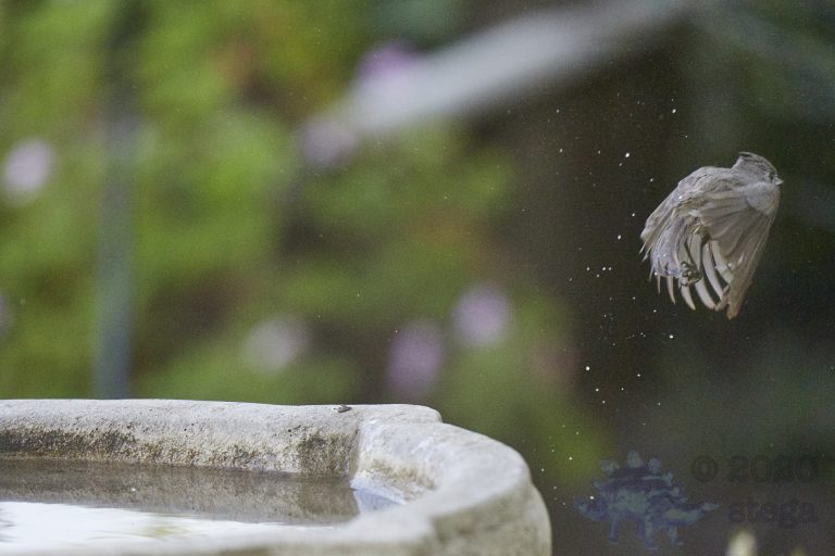 Oak Titmouse