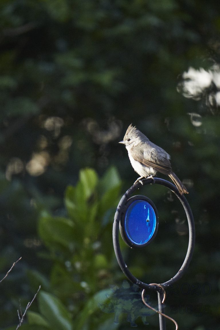 Oak Titmouse