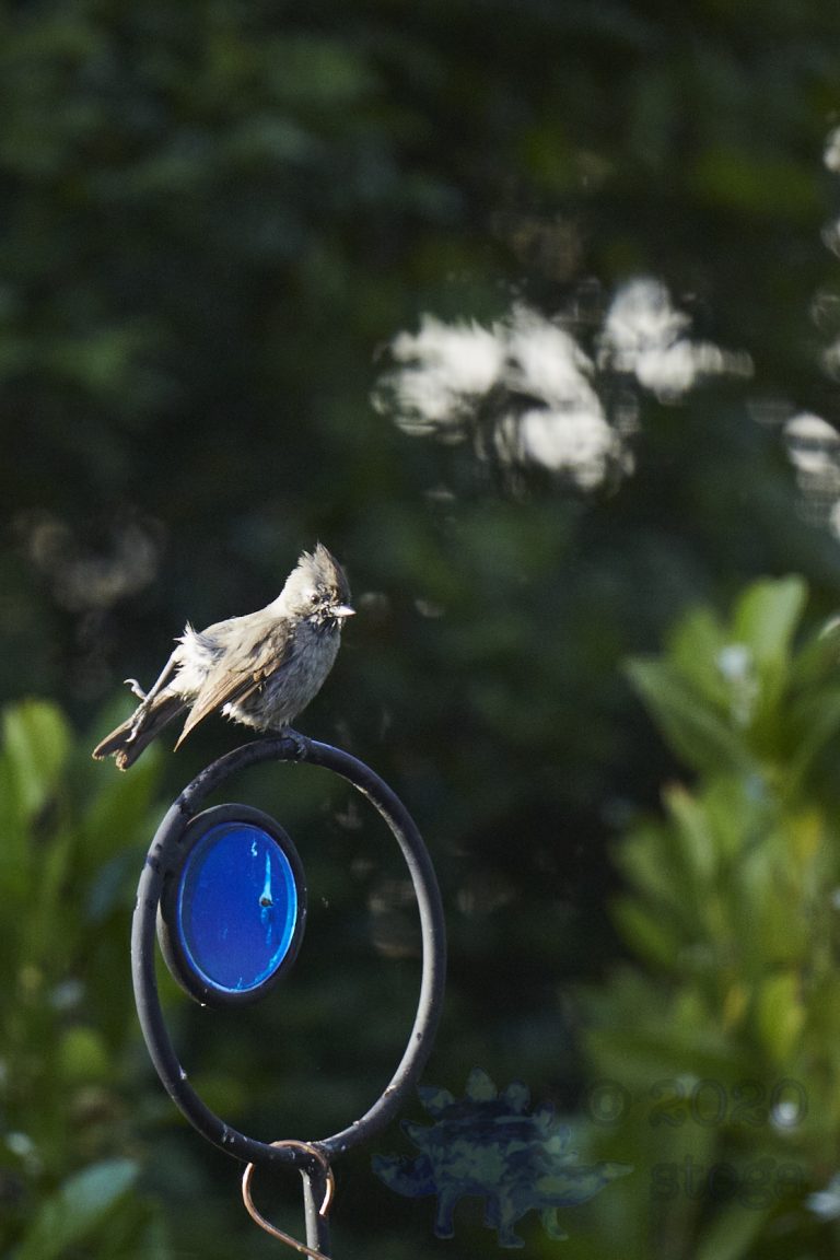 Oak Titmouse