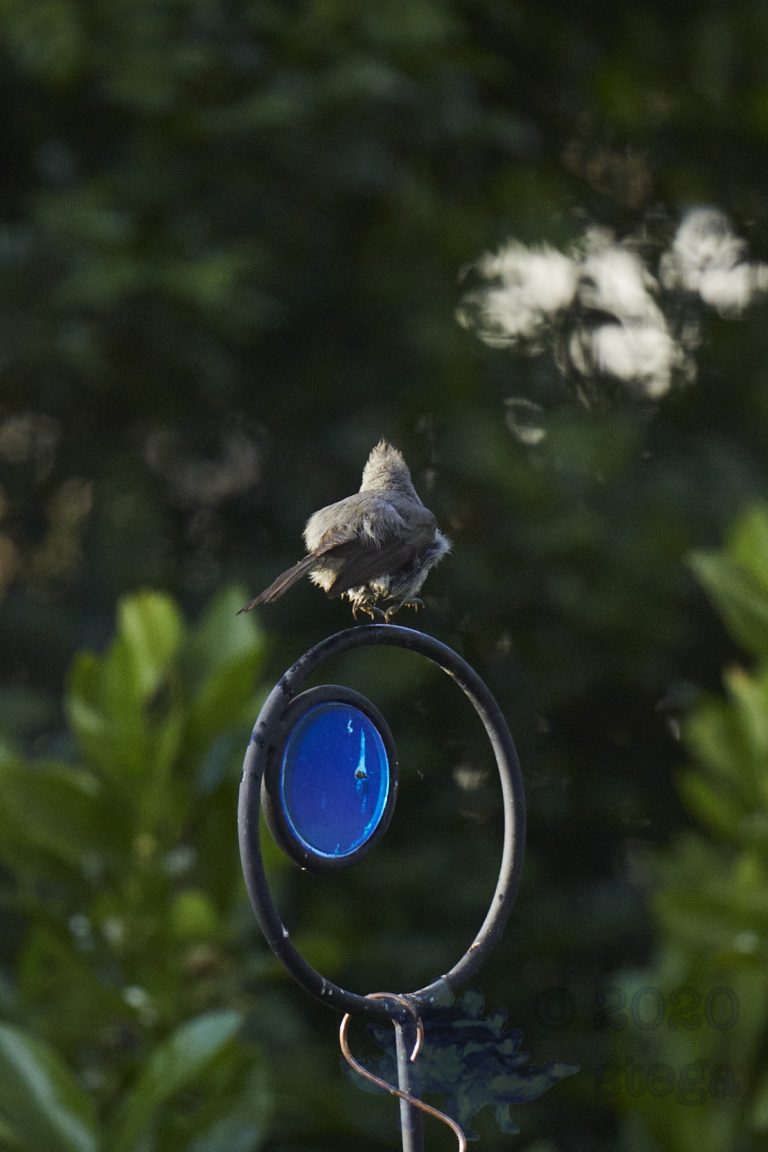 Oak Titmouse (Check out the feet)