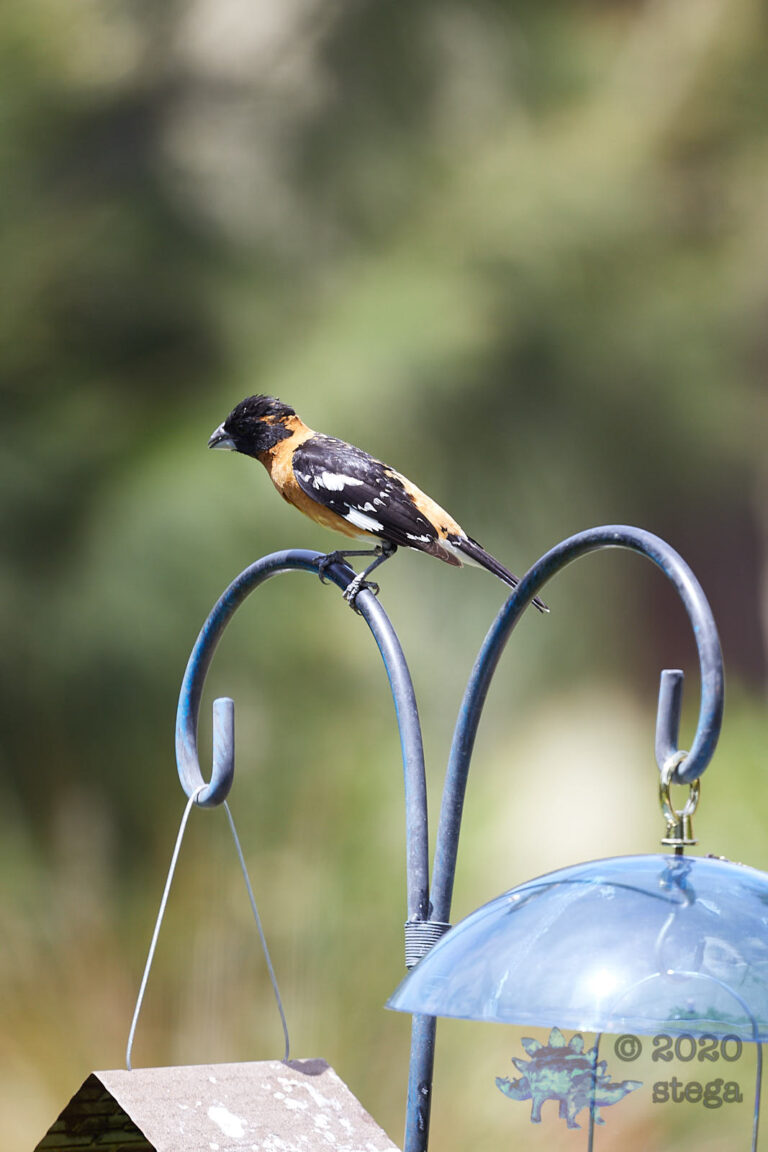 Black-headed Grosbeak