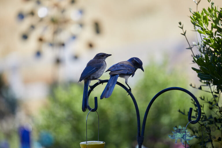 California Scrub Jays