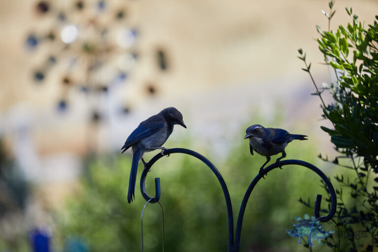 California Scrub Jays